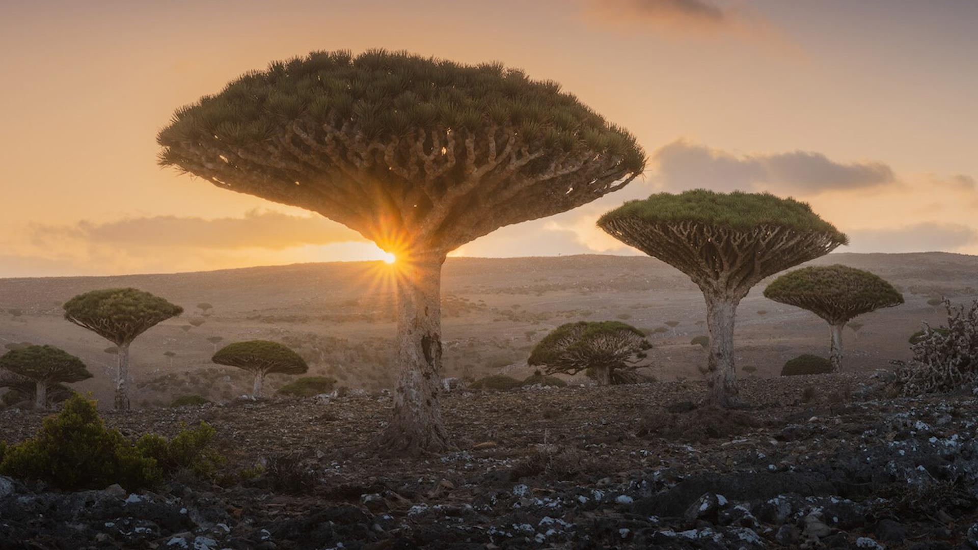 Quần đảo Socotra